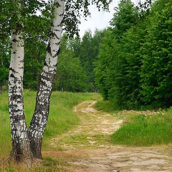 Тропинка в Березовом лесу